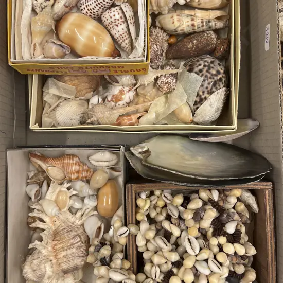 Box Quantity of Assorted Shells