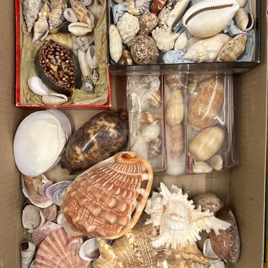 Box Quantity of Assorted Shells
