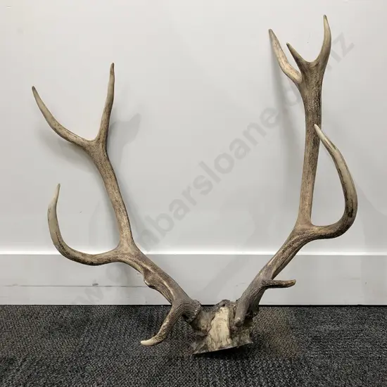 Antler Trophy Wall Hanging