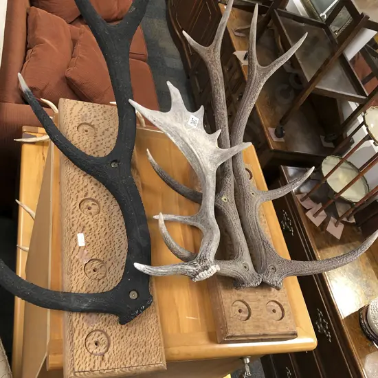 Three Various Antler Displays