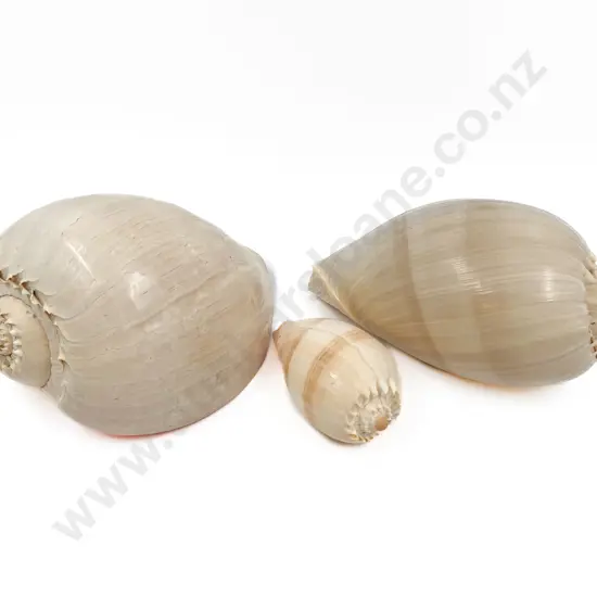 Two Large Shells and One Smaller (3)