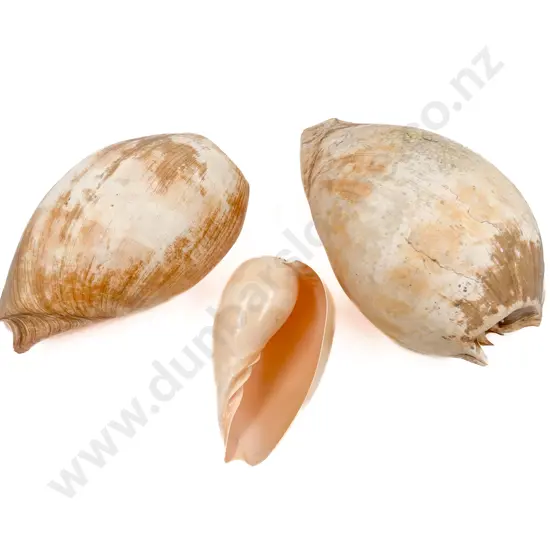 Two Large Shells and One Smaller (3)