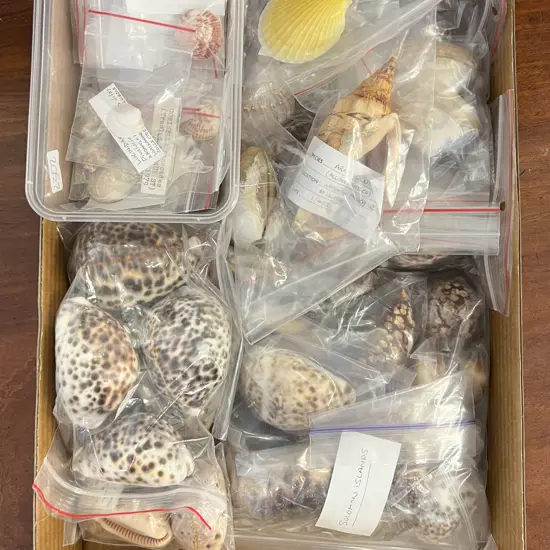 Box Quantity of Assorted Shells