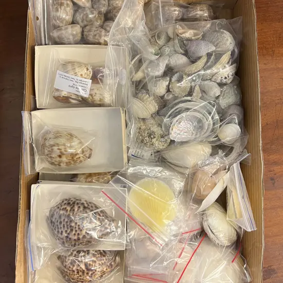 Box Quantity of Assorted Shells
