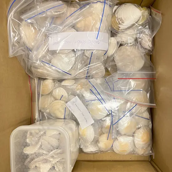 Box Quantity of Assorted Shells