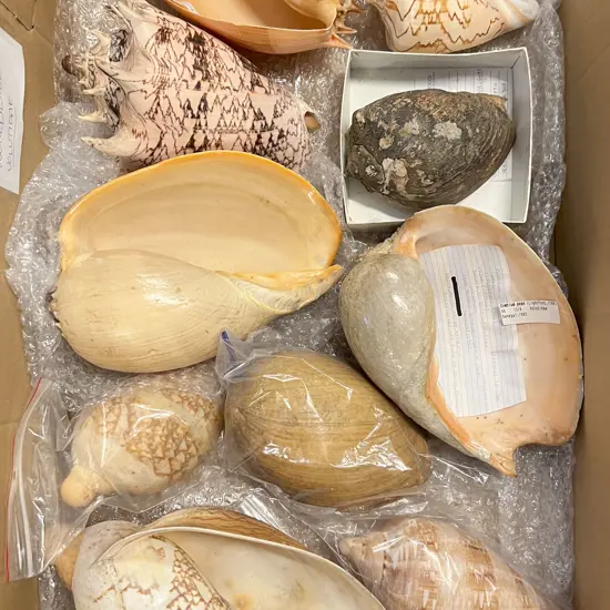 Box Quantity of Assorted Larger Shells