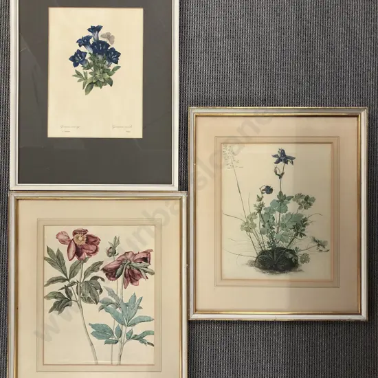 Three Botanical Prints