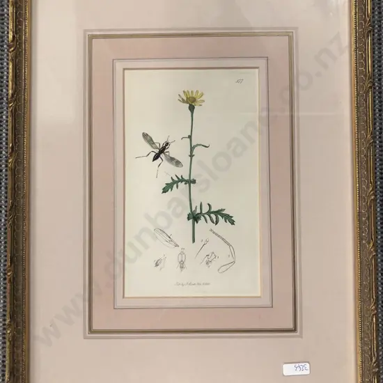 Botanical and Insect Study Print