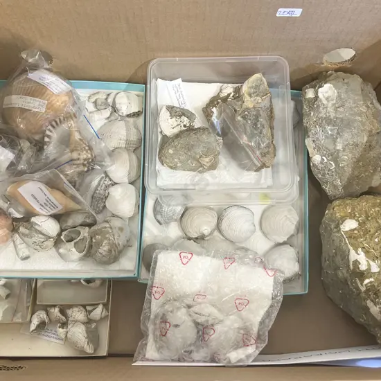 Box of Assorted Shells etc