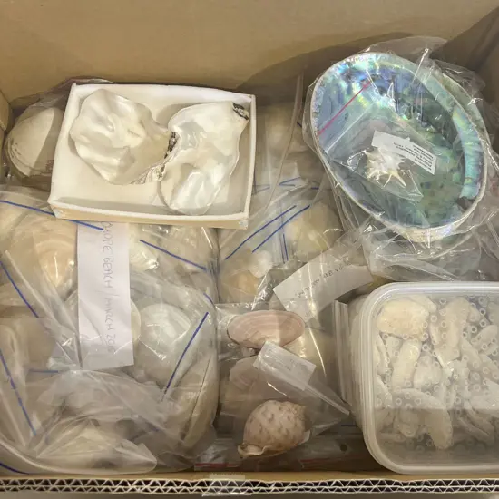 Box of Assorted Shells etc