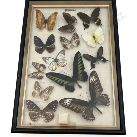 Display Case of Butterfly Specimens from Singapore