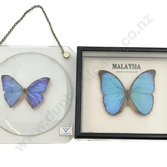 Two Mounted Butterfly Specimens