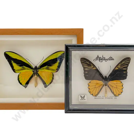 Two Mounted Butterfly Specimens