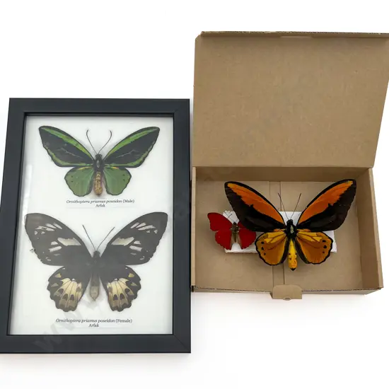 Four Mounted Butterfly Specimens