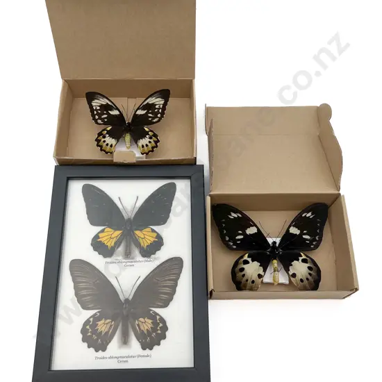 Four Mounted Butterfly Specimens