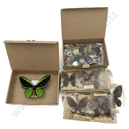 Collection of Various Partly Mounted Butterfly Specimens and Butterfly Wings
