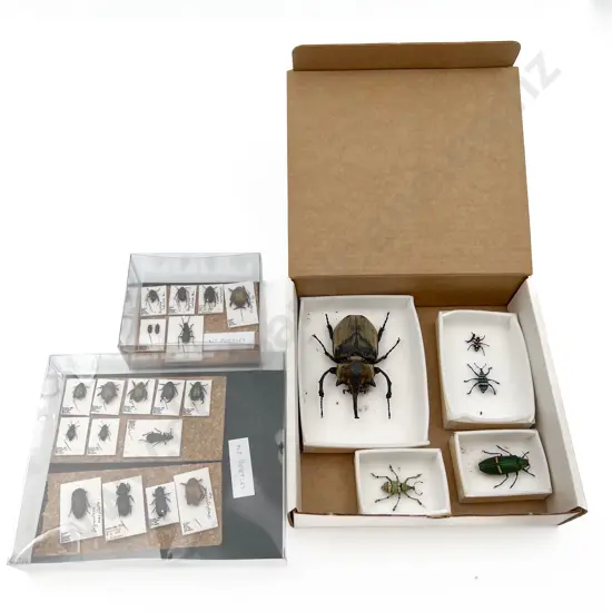 Small Collection of Various Mounted Beetle Specimens
