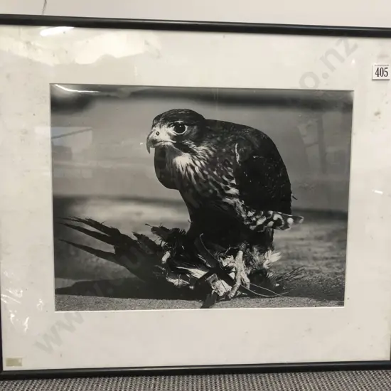 Photography Work of "Ruth" Falcon