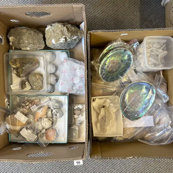 Two Boxes of Assorted Shells
