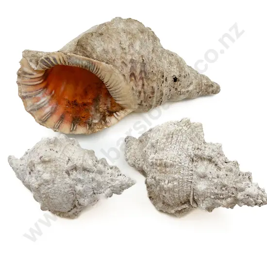 Three Large Seashells