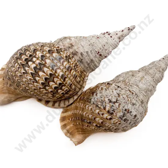 Two Large Seashells