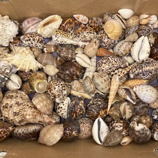 Box of Assorted Seashells