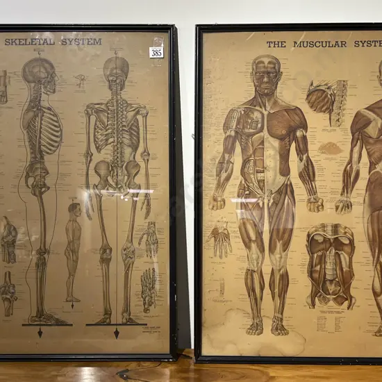 'The Skeletal System' and 'The Muscular System' Prints (2)
