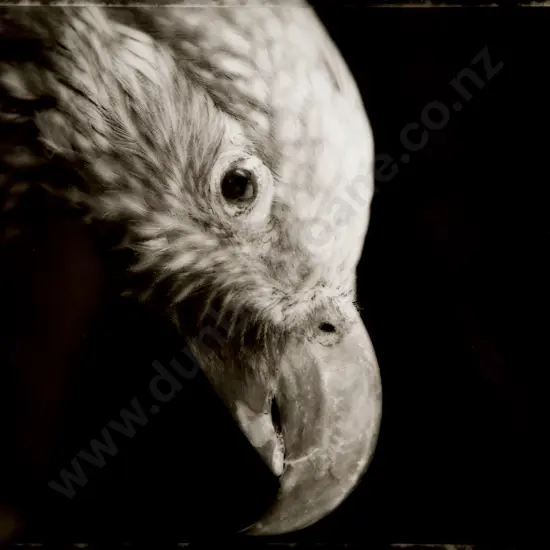 Fiona Pardington (b 1961) - Nga Kau Whakapuke / Zeal. Kaka