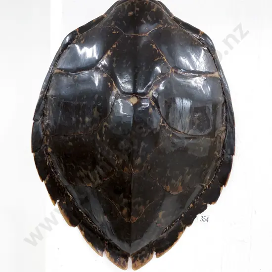 Tortoise Shell Carapace (Slight Faults)