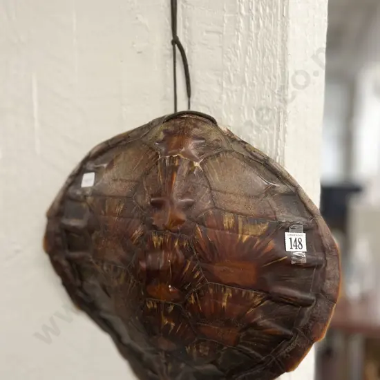 Turtle Shell (Minor Faults)