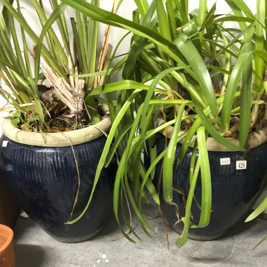 Pair of Glazed Pottery Plant Pots with Plants