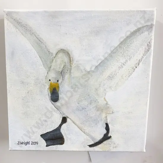 Judy Wright - Whooper Swan in the Snow