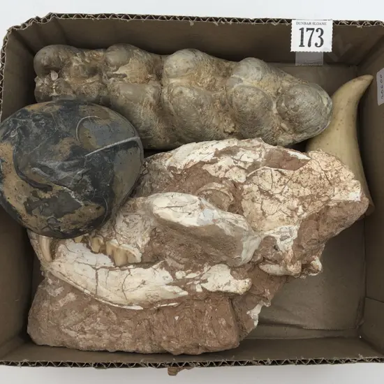 Box of Assorted Fossils & Tooth