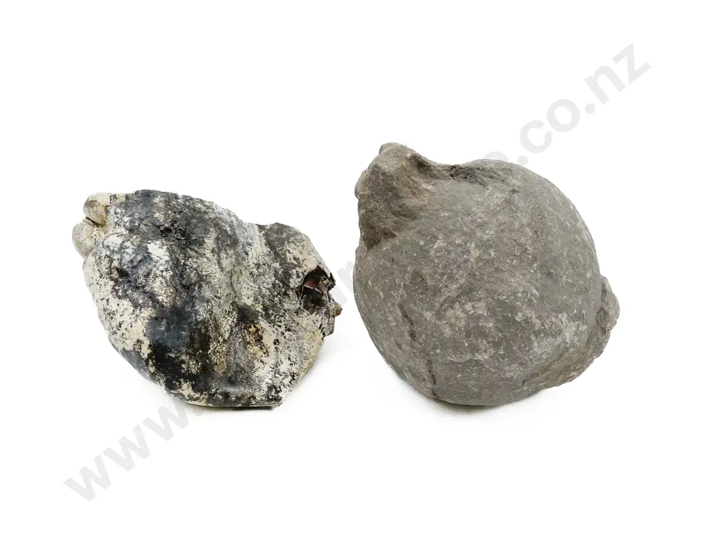 Two Fossils Image 1++