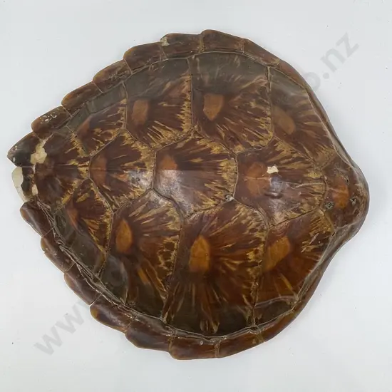 Tortoise Shell (minor faults)