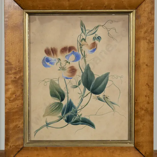 Vict Botanical Watercolour Study