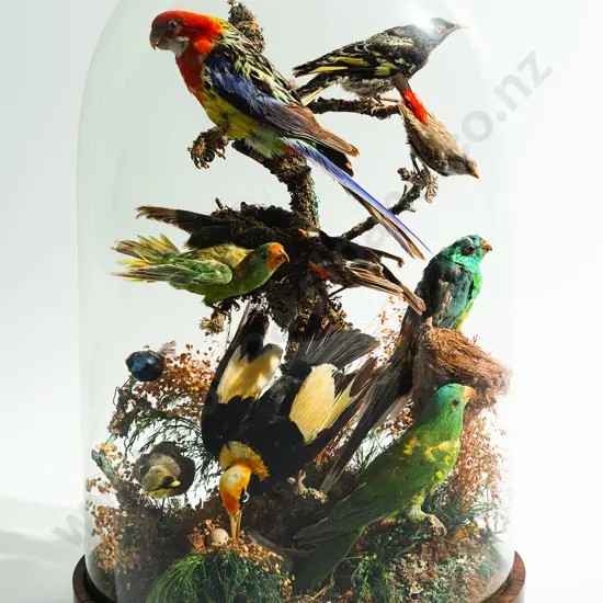 Vict Dome Cased Display of 10 Australian Birds