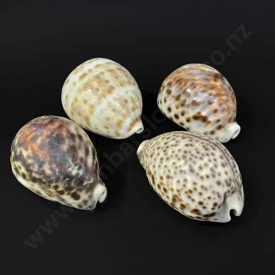 Four cowrie shells