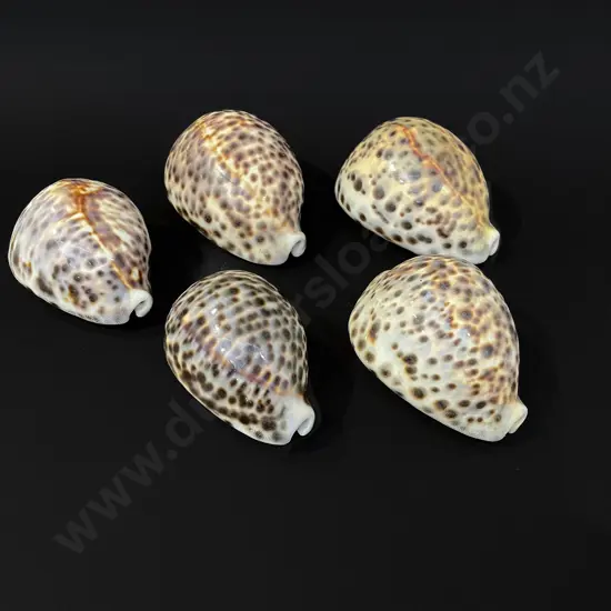 Five cowrie shells