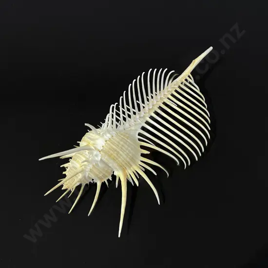 Venus Comb Murex shell