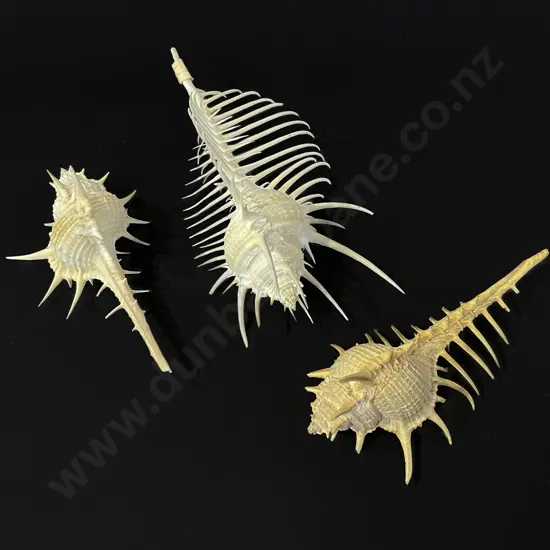 Three Venus Comb Murex shells