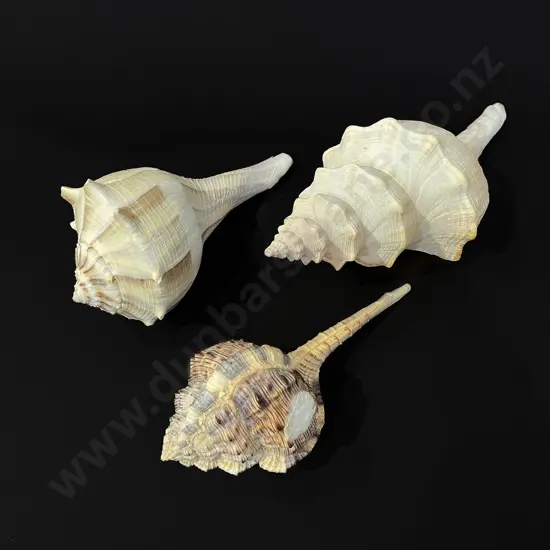 Three conch shells