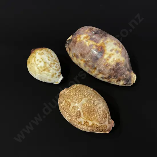 Three cowrie shells