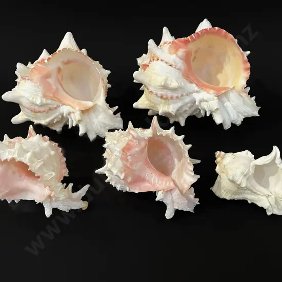 Five conch shells