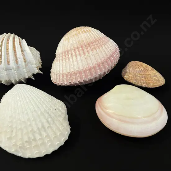 Five clam shells