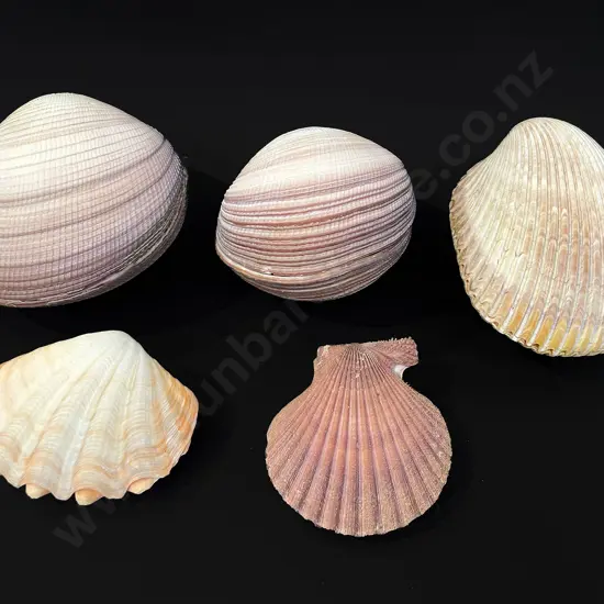 Five clam shells