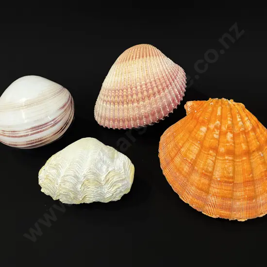 Four clam shells