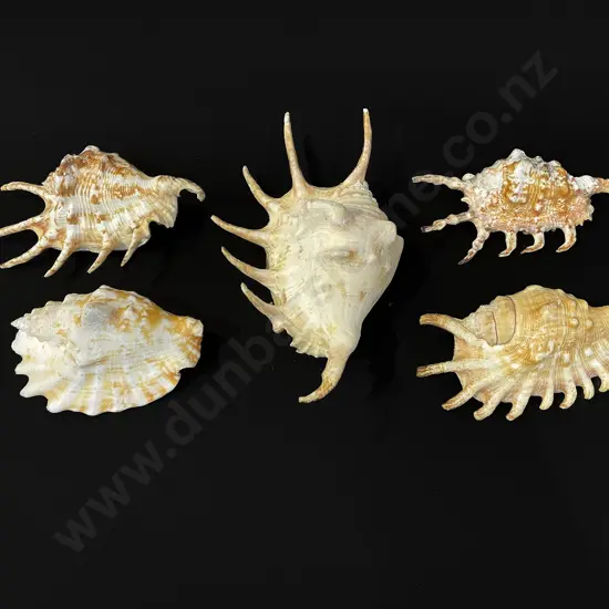 Five conch shells