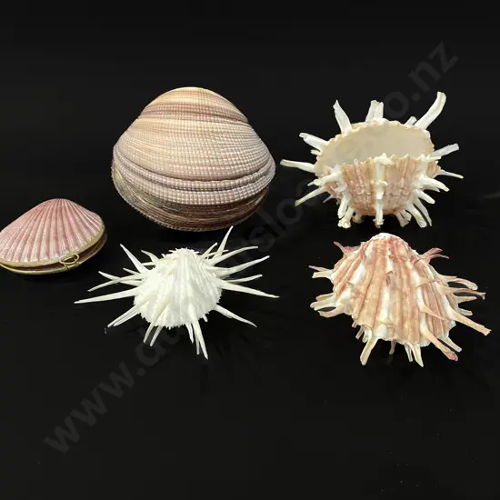 Five clam shells (one converted to a purse)