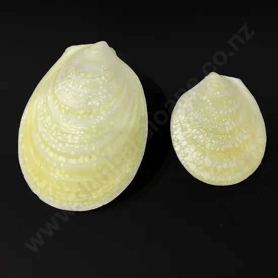 Two sunrise clam shells